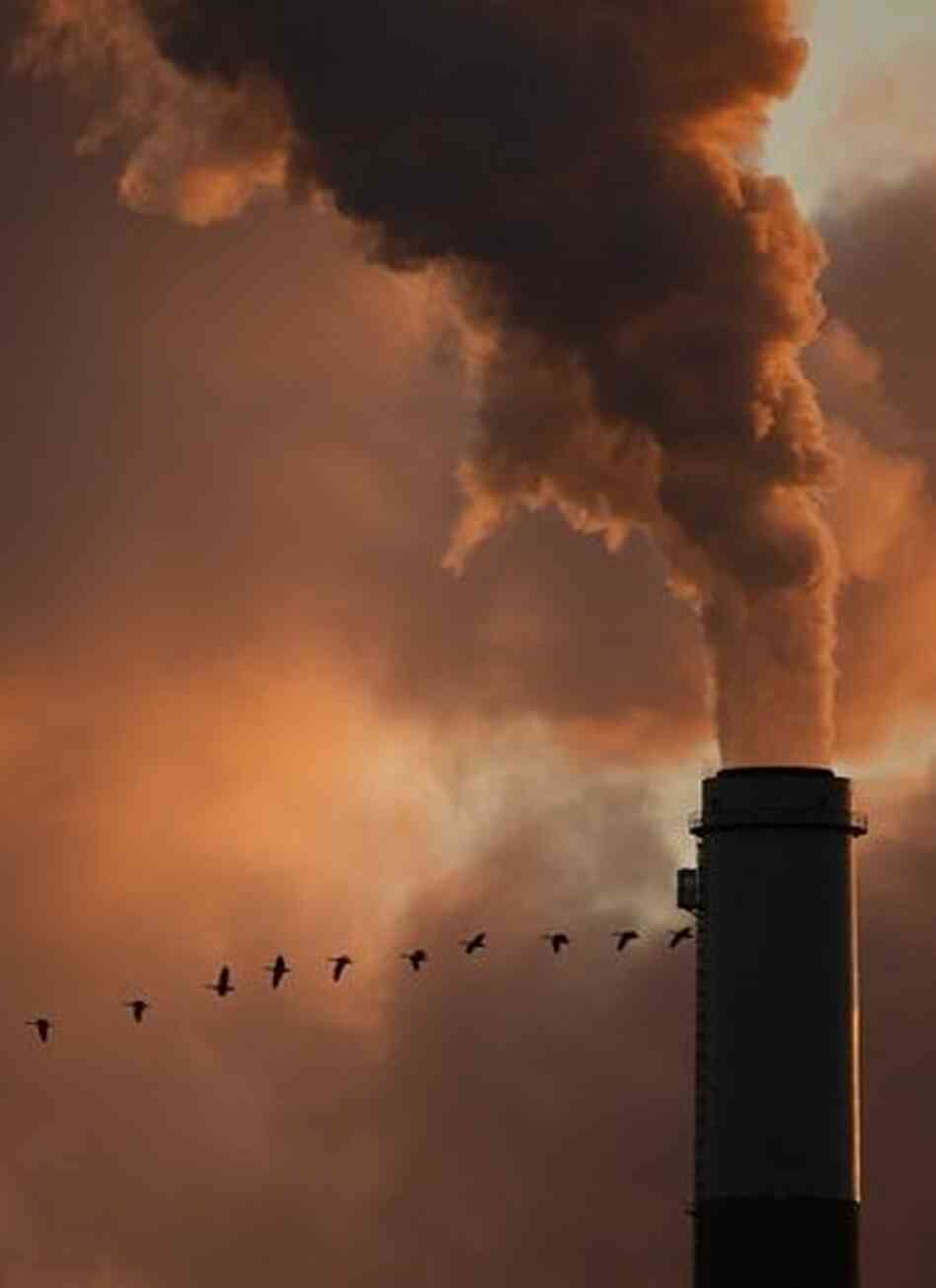 Geese and power plant Geese and power plant